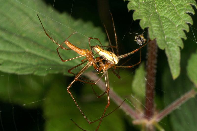 Tetragnatha_montana_D4985_Z_90_Les Gris_Frankrijk.jpg